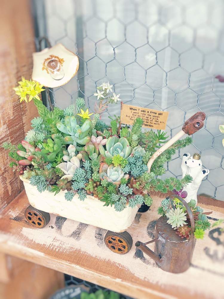 バルコニー/ベランダの画像 by ぐりさん | バルコニー/ベランダと多肉植物とボタニカルライフとグリーン!グリーン!グリーン!と多肉大好きと癒しとGS映えとGS日和とno green no lifeと植中毒とくるみさんのWS❤️と多肉女子と花車とタニラーとkurumiさんWSとかわいいな♡とセダムのお花と多肉寄せ植えとタニク初心者とタニクちゃん