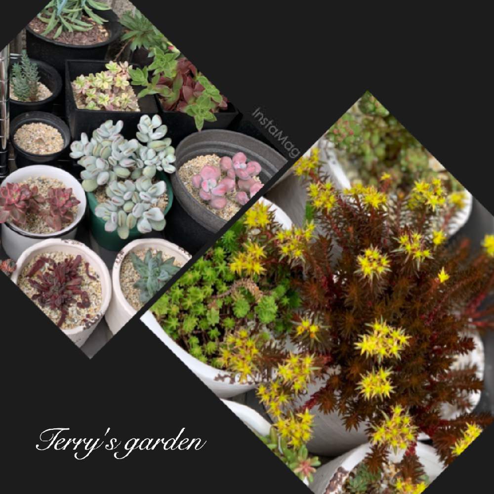 エントランスの画像 by TERRYさん | エントランスと多肉植物とネコと多肉と多肉植物寄せ植えと緑のある暮らしと多肉中毒❣️と多肉初心者