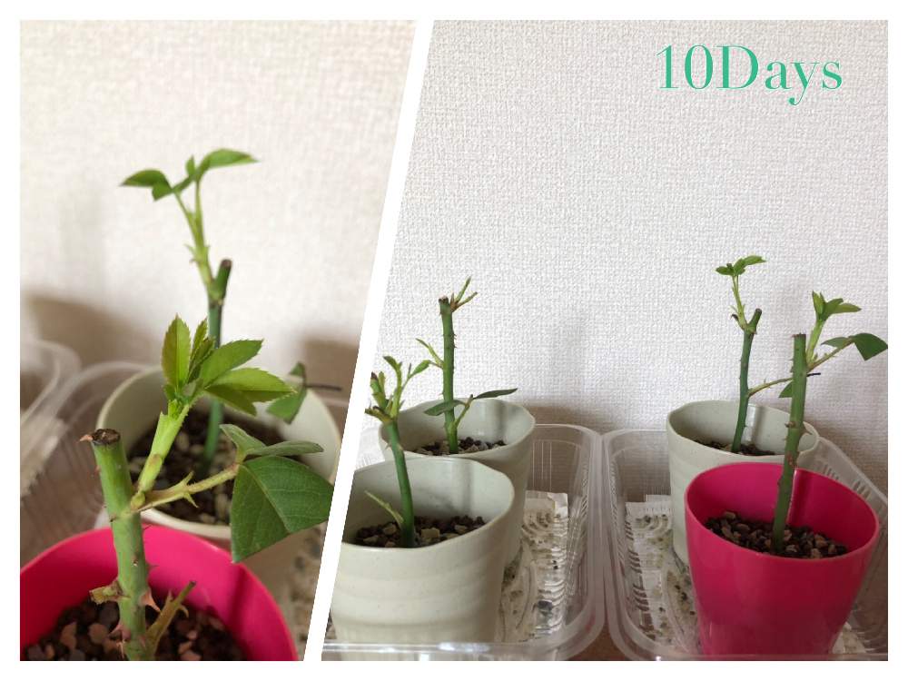 部屋の画像 by Komakaさん | 部屋とバラ ブリーズと植物のチカラと強香と根付けと私と薔薇と押し木と10日目とこのまま順調に育って欲しいと植物先生と花のある暮らしとバラ・ミニバラとGREEN UP!と楽しい!とウチを楽園にする計画と成長日記と順調じゅんちょう♪