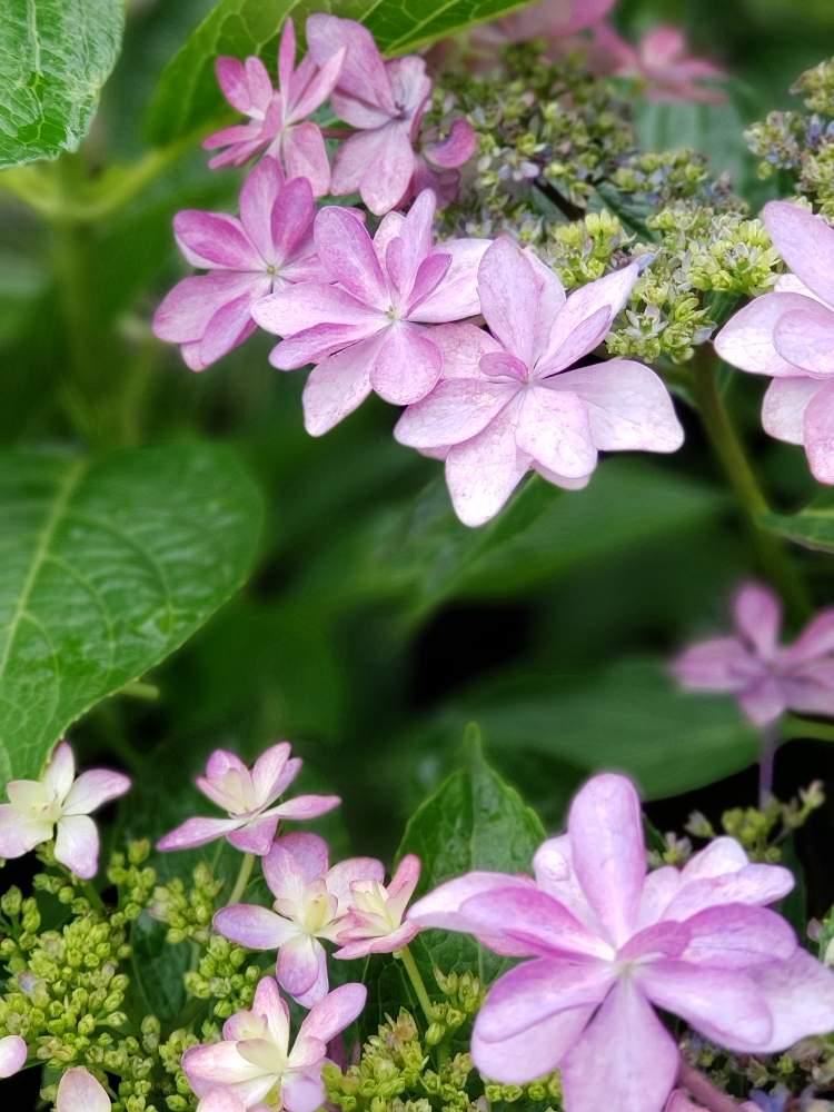 エクステリアの画像 by めるぷーさん | エクステリアとアジサイとムラサキの花とお花大好き♡とピンク色と植物大好きときれいと『あじさい2019』フォトコンテストと可愛いと花のある暮らしと園芸初心者