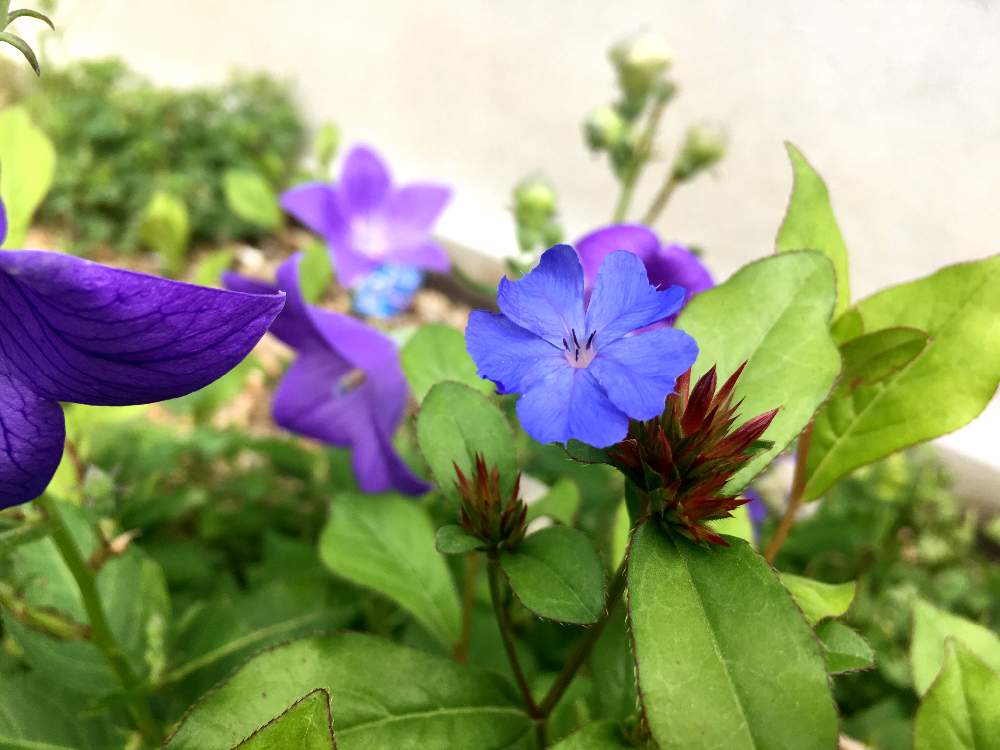広い庭の画像 by たけさん | 広い庭と庭の花と庭の植物と花のある暮らし