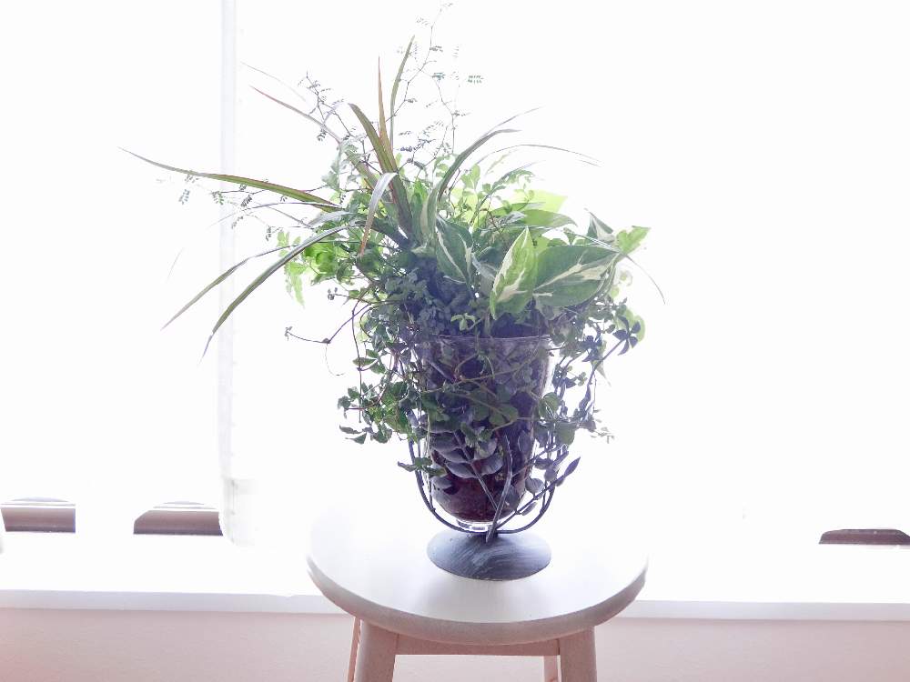 部屋の画像 by あこさん | 部屋と花のある暮らしとグリーングリーン♪とカエルのはなやとギャザリング