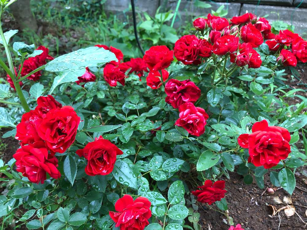 小さな庭の画像 by Mr. マーさん | 小さな庭とミニ薔薇 名前不明と花壇と薔薇愛同盟とiPhone8と川崎市内と❤️ 100いいね