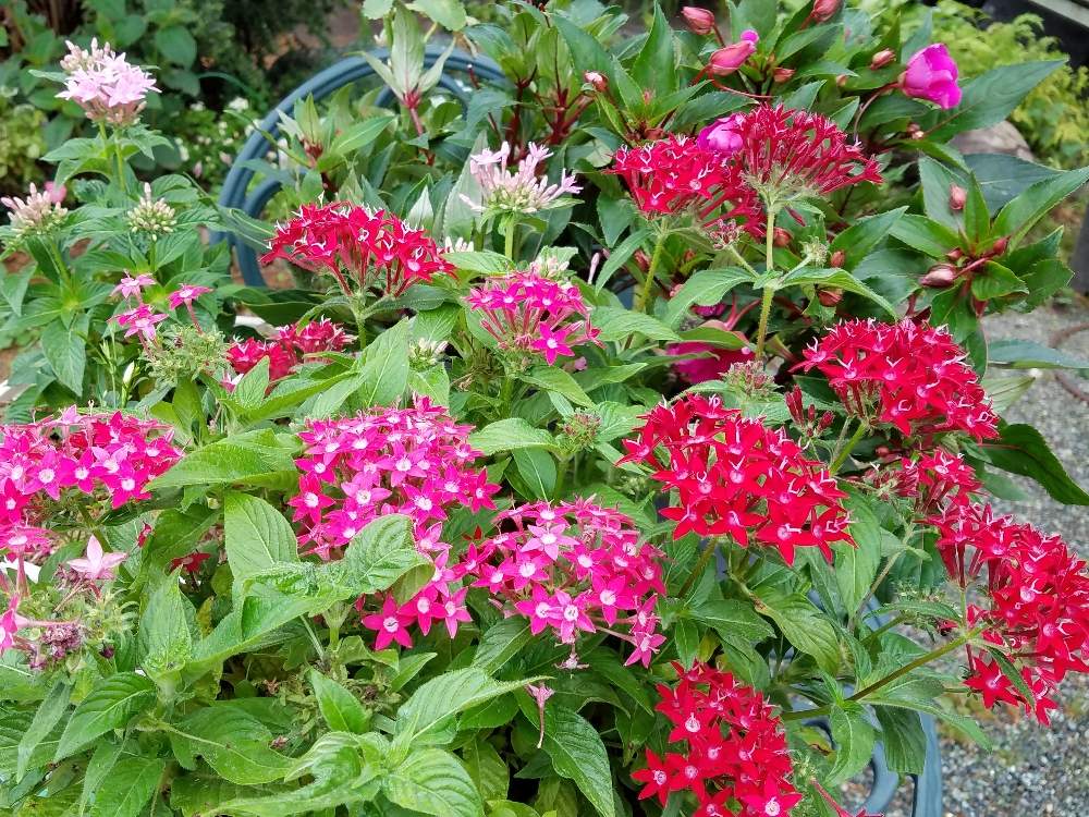 テラスの画像 by ユーコロさん | テラスとペンタスの花とニューギニアインパチェンス。とお庭を彩るお花・樹木フォトコンと庭の手入れと花壇作りと花のある暮らし