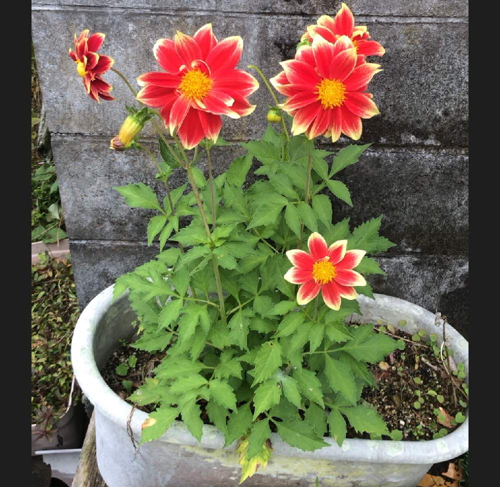 お出かけ先の画像 by ☆MADOKA☆さん | お出かけ先とダリアと夏の花と路地裏散歩