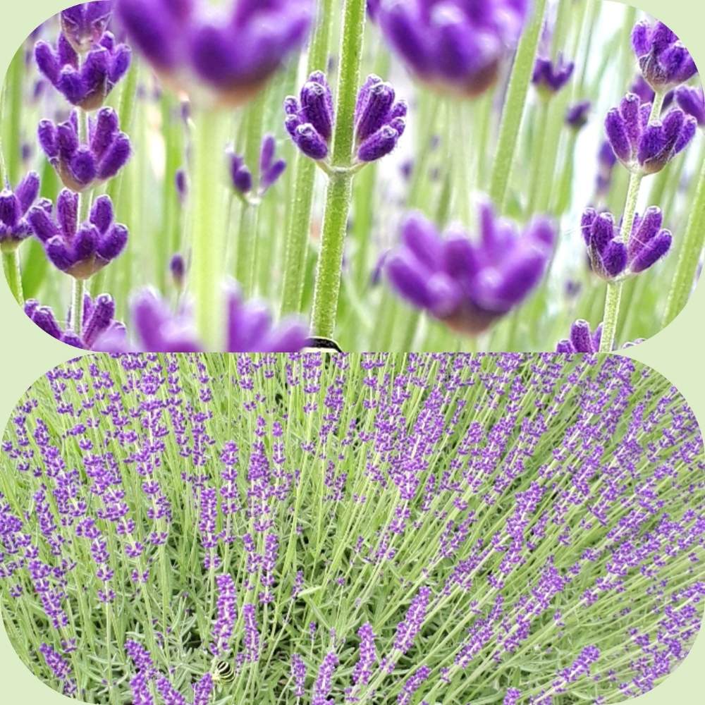 お出かけ先の画像 by フロックスさん | お出かけ先とラベンダーと花と昆虫とGS日和