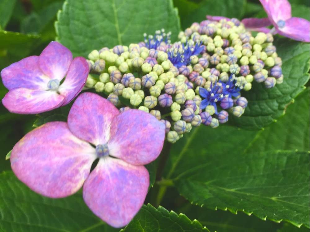 インテリアの画像 by ヒーちゃんさん | インテリアと令和最初の植物とムラサキの花とピンクの花と寝室。と紫陽花 アジサイ あじさいと町田市と広い庭☘️と車庫。と多肉女子とGreenSnapmarcheと『あじさい2019』フォトコンテストと花のある暮らしとお散歩と玄関。と家庭菜園奮闘日記とわが家のエントランスとGREEN UP!と畑。と出かけ先とバルコニー。