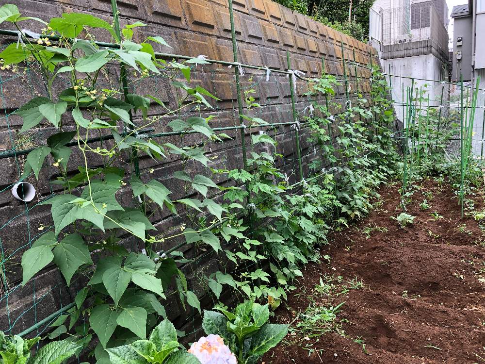 小さな庭の画像 by Mr. マーさん | 小さな庭と自家栽培の野菜達とiPhone8と川崎市内と❤️ 100いいね