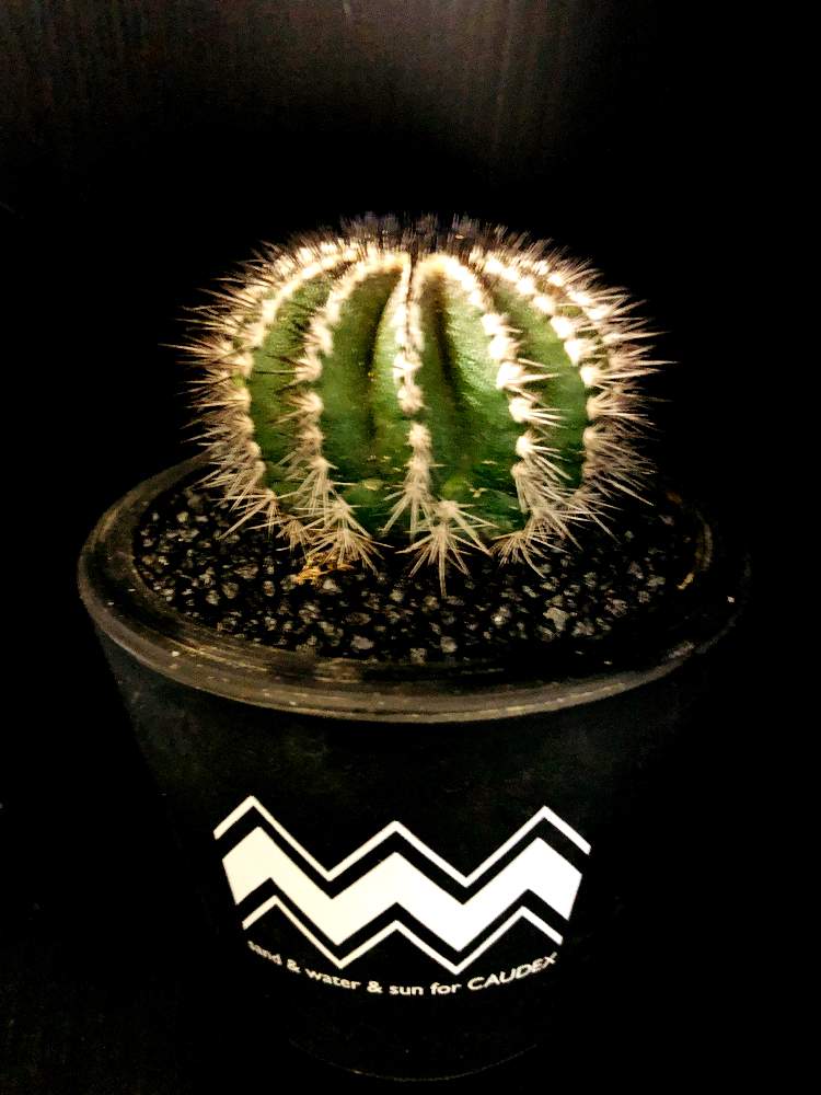 バルコニー/ベランダの画像 by good_guyさん | バルコニー/ベランダとUebelmannia.pectiniferaと多肉植物とEuphorbiaとcactusとオトンナ属とtylecodonとサルコカウロン属とフィランサス ミラビリスとユーベルマニア ペクチニフェラとCerariaとCaudexと多肉女子と塊根植物と珍奇植物とPachypodiumとaloeとagaveとOperculicaryaとGREEN UP!とCopiapoaとsucculent