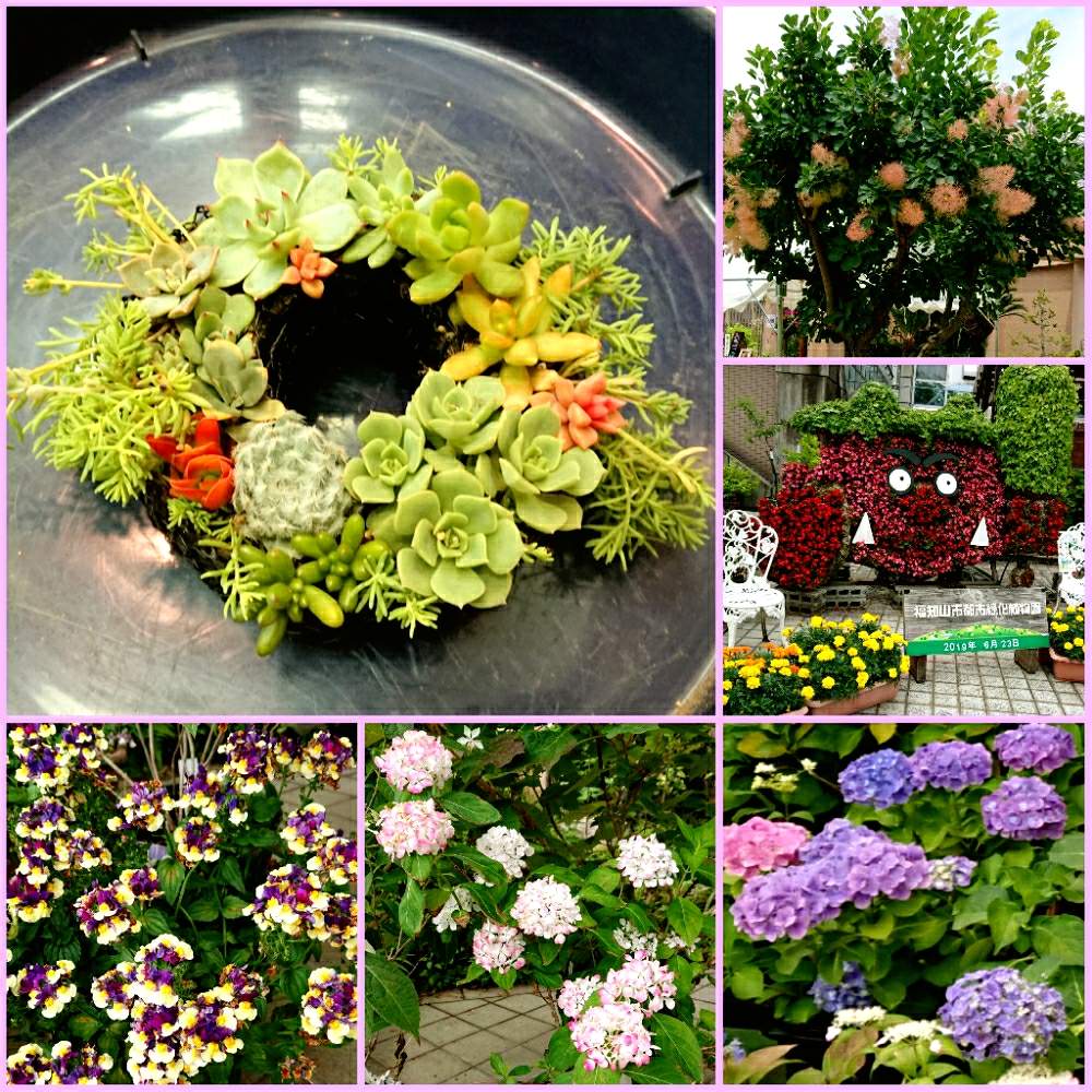 お出かけ先の画像 by まゆゆさん | お出かけ先と山あじさいとスモークツリーと紫陽花と多肉植物とバラと夢CLUBと多肉友達募集中と多肉女子と小さな喜びと❤️いいね、ありがとうと私の生き甲斐と私の幸せと花のある暮らしと繋がりに感謝✨と癒しのひと時