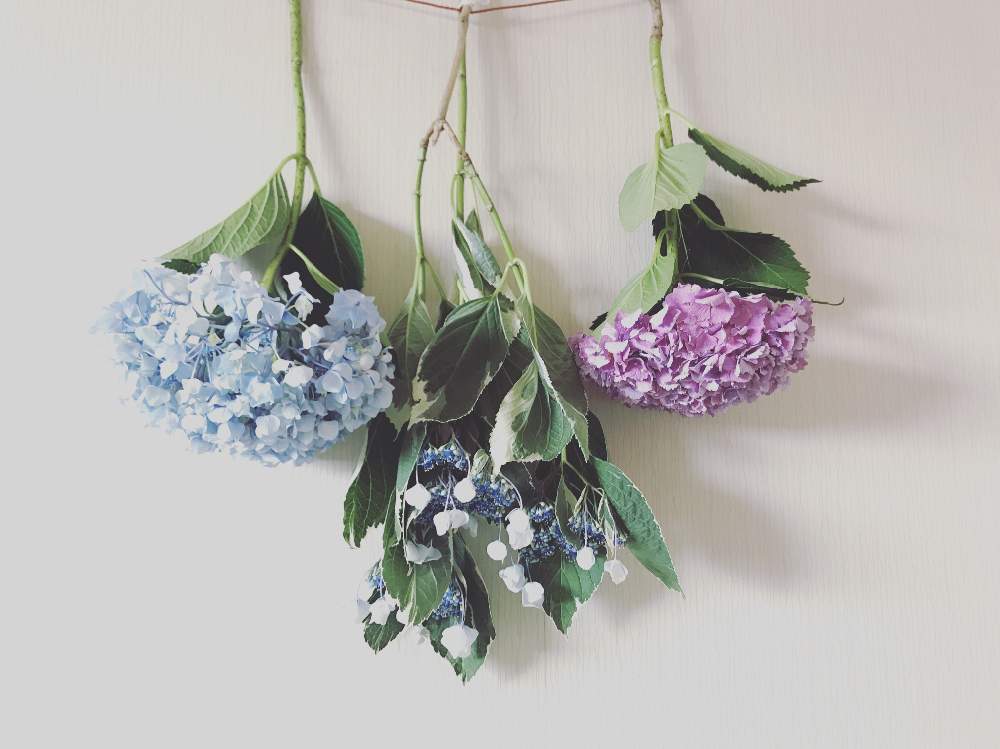 部屋の画像 by じゅん♪さん | 部屋と紫陽花と額紫陽花とドライフラワーと花のある暮らしと花さんぽとGS映え
