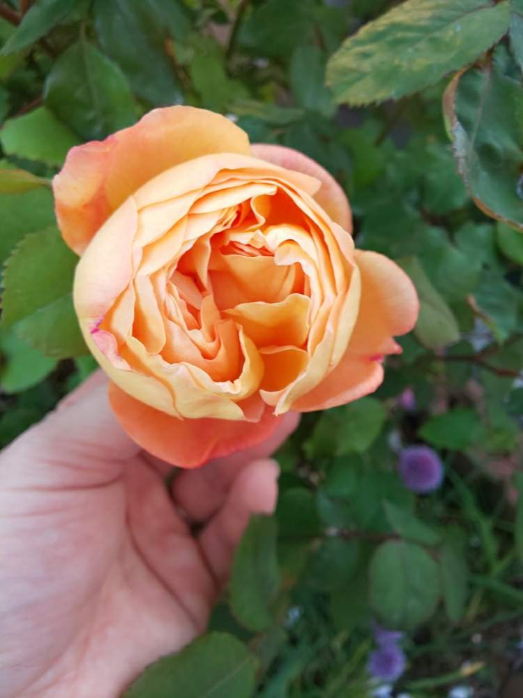 小さな庭の画像 by くましさん | 小さな庭と北海道と薔薇愛同盟と☆レディエマハミルトンと2019 くまし バラ