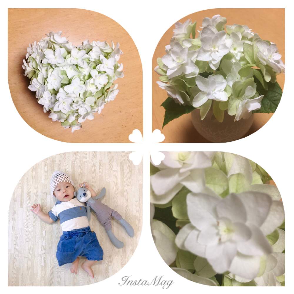 インテリアの画像 by エリザベス✲゚さん | インテリアとカシワバアジサイ❇︎と孫ちゃんと紫陽花大好きと可愛いとハート♡と花のある暮らし