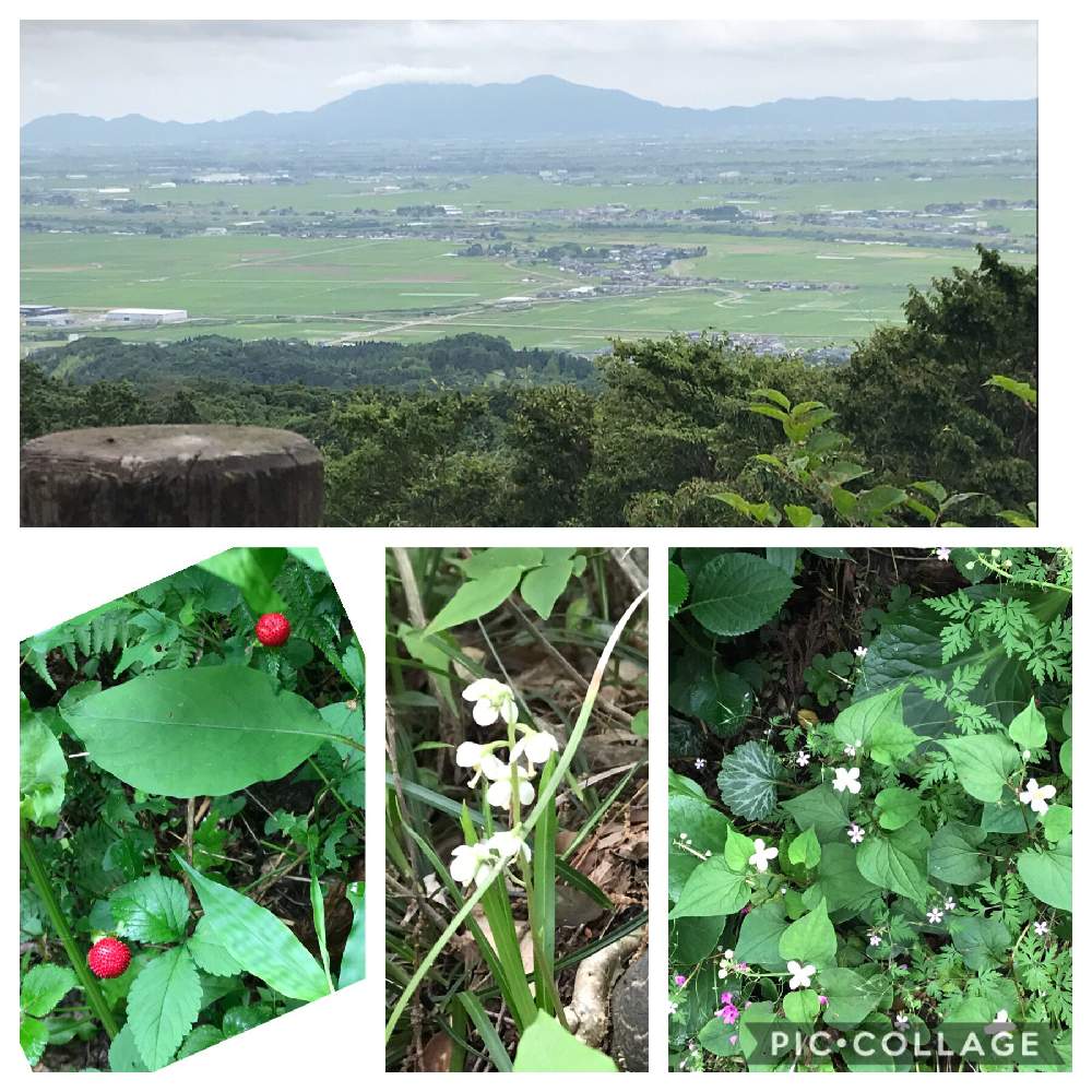 お出かけ先の画像 by ブラックベリーさん | お出かけ先とイチヤクソウと山野草