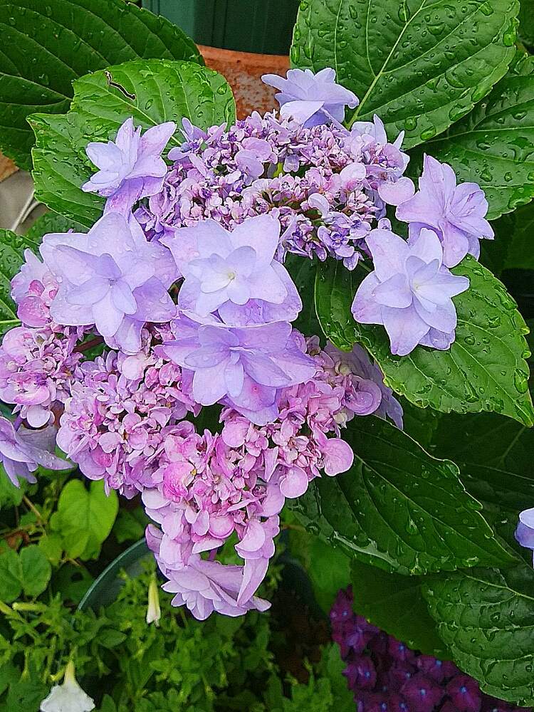 小さな庭の画像 by スターリーフェアリーブルームさん | 小さな庭と紫陽花 アジサイ あじさいと花のある暮らしとダンスパーティー…と『あじさい2019』フォトコンテスト