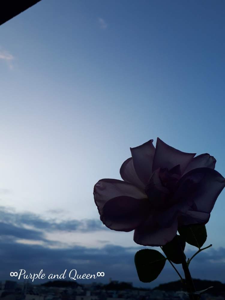 の画像 by 月華美神さん | 花と緑のある暮らしとカインズバラコンテスト2019とリラックス✨と緑化活動とベランダガーデニングと小さな庭❤と∞Purple and Queen倶楽部∞と癒しの香り♡と∞Purple and queen 倶楽部∞とみどりのまとめと心のやすらぎとみどりのまとめ♡と∞INFINITY∞と花のある暮らしと癒し✨と心がやわらぐとバルコニスト
