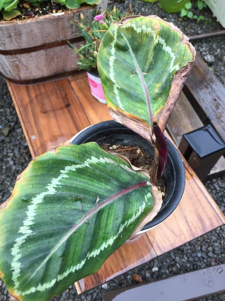 の画像 by かずさん | カラテア・メダリオンと観葉植物と救出!!とHCと多肉ラボ©と花のある暮らし