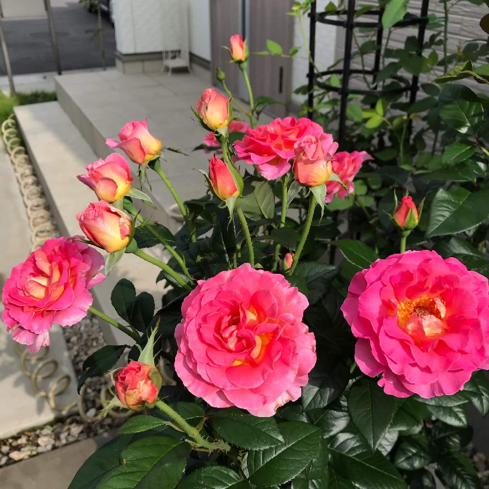 テラスの画像 by つるばらさん | テラスとばら バラ 薔薇とバラと暮らすと薔薇愛同盟とピンク!ピンク!ピンク!とわたしのピンクパラダイスとピンク❤︎ピンクとバラの鉢植えと鉢でバラを育てると今朝の一枚とバラが好きと小さな小さな庭と花のある暮らしとバラに囲まれてとばら 薔薇 バラとロザリアン