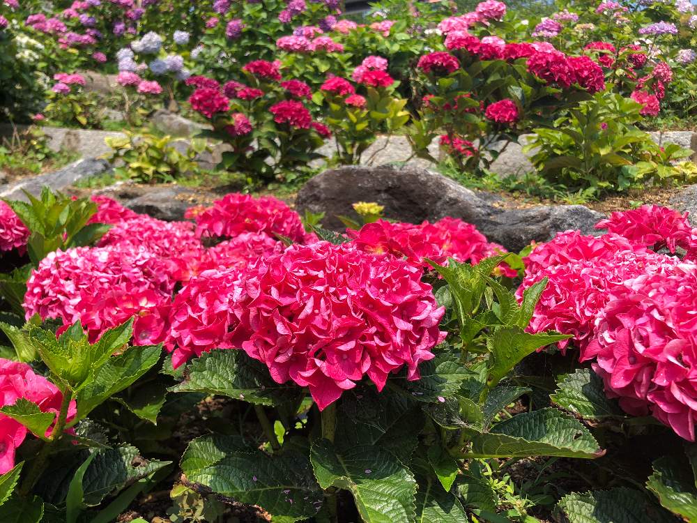 お出かけ先の画像 by naruさん | お出かけ先と花の写真と可愛い花と紫陽花 アジサイ あじさいと可愛い〜♡と形原温泉あじさいの里と『あじさい2019』フォトコンテスト