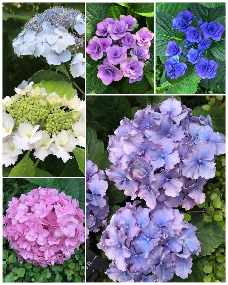お出かけ先の画像 by ひろちゃんさん | お出かけ先と紫陽花と初恋とアジサイ・フェアリーアイと紫陽花 スパイクブルーと万結珠(まゆだま)とピンク❤︎ピンクと横浜と紫陽花 アジサイ あじさいと横浜イングリッシュガーデンとボタニカルスポットといやされるとパステルカラーと神奈川県の風景とアジサイフェア