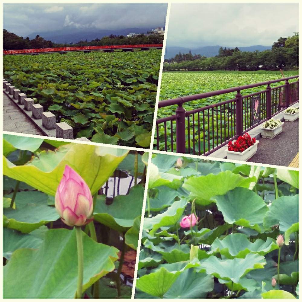 お出かけ先の画像 by とこさん | お出かけ先とハスと癒しとハス科と公園とお堀とGreenSnapmarcheとさんぽみちと花のある暮らしとお花とGREEN UP!