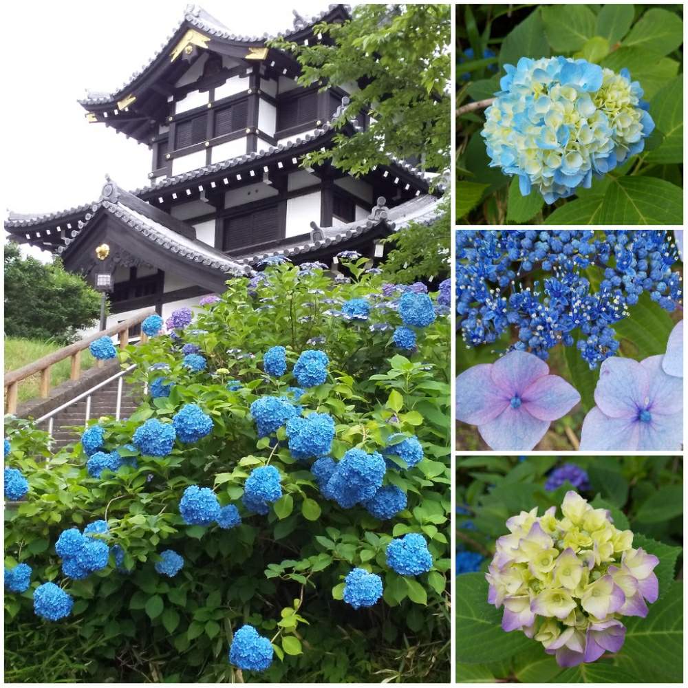 お出かけ先の画像 by とこさん | お出かけ先と紫陽花とお城と癒しとハス科と公園とお堀と紫陽花 アジサイ あじさいと素敵なお花達とさんぽみちと可愛いと花のある暮らしとお花とGREEN UP!