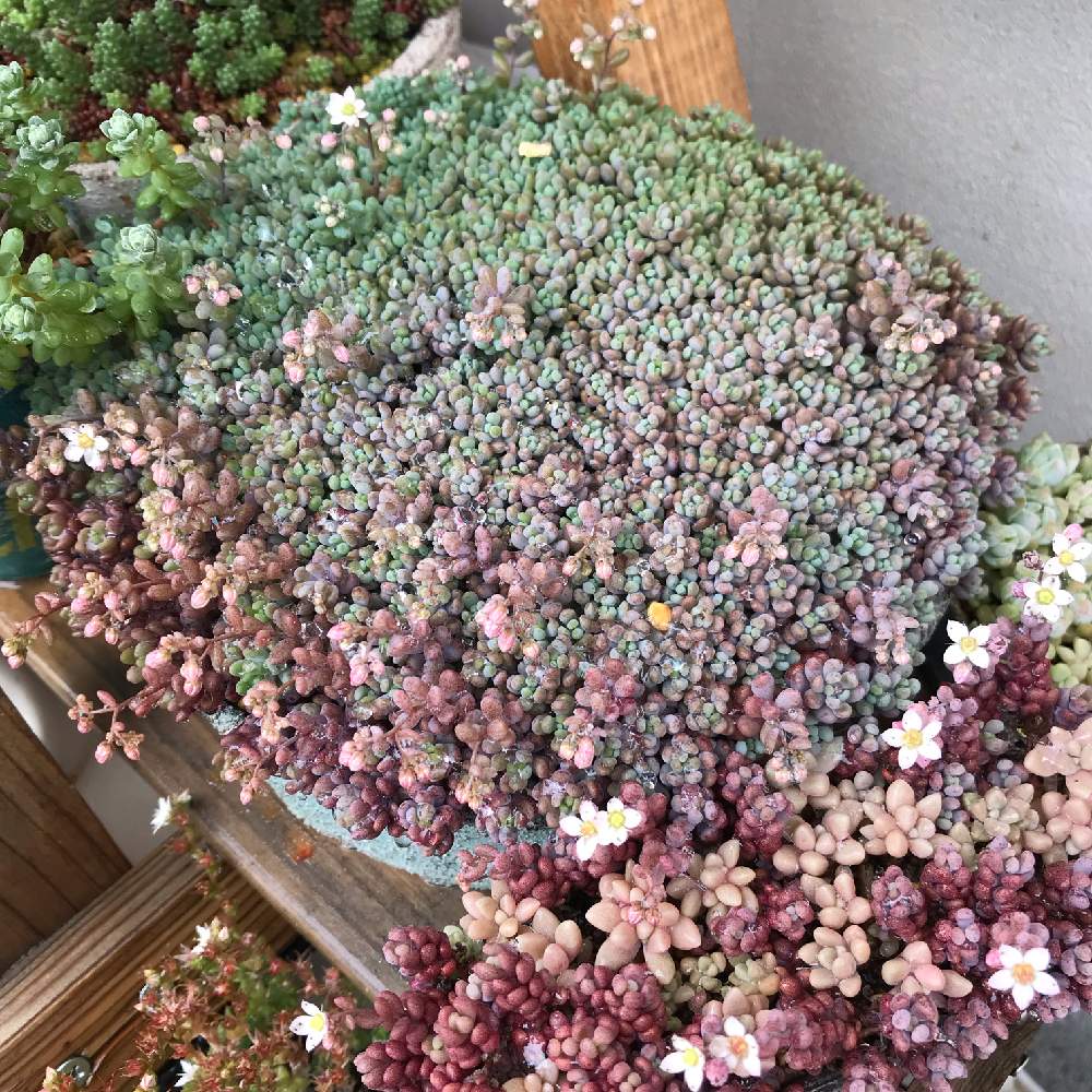 玄関の画像 by ktstmmさん | 玄関とパープルヘイズとパープルヘイズの花とパープルヘイズ葉挿しと多肉中毒と多肉植物と紅葉する多肉とリメ缶・リメ鉢とタニラーと葉挿し
