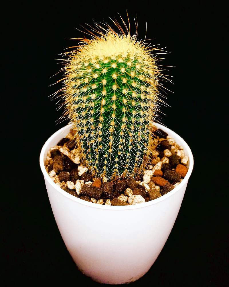 部屋の画像 by MASTERS OF CACTUSさん | 部屋と金晃丸と多肉植物と多肉男子とサボテン科とcactusと植物のある暮らしと温室サボテンと植物好きと繋がりたいと多肉大好きと仙人掌!と植物だいすきと 金晃丸と多肉植物とサボテンとパロディア(ノトカクタス)属と多肉多肉多肉とsucculent plantsとsucculentと多肉植物 多肉の有るくらし