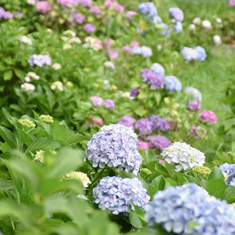 お出かけ先の画像 by ルミエールさん | お出かけ先とアジサイと紫陽花と写真が好きな人と繋がりたいとファインダー越しの私の世界と千葉県とお寺とルミエールの世界と梅雨に負けないとGS映えとGS日和ときれいと梅雨と紫陽花 アジサイ あじさいと美しいと癒されるとお花畑 とアジサイ 紫陽花とGreenSnapmarcheと『あじさい2019』フォトコンテストと花のある暮らしとパステルカラーとかわいいな♡とGREEN UP!