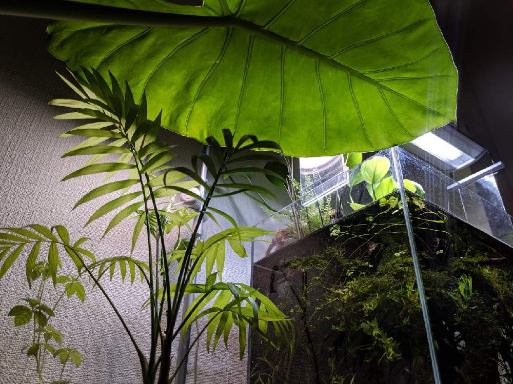部屋の画像 by ふなっこさんさん | 部屋とクワズイモと金山家とニルバーナと水生植物とギタリストと千種区とさまぁ〜ずとサウンドガーデンとおっさんと血液型B型とアクアテラリウム