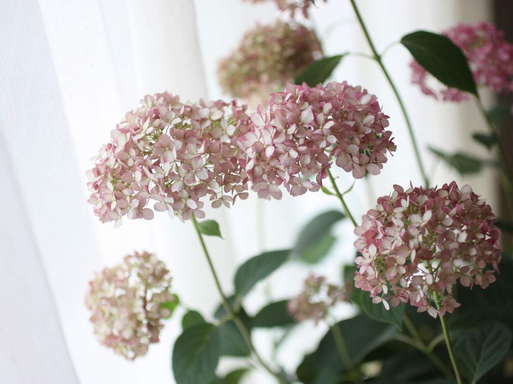 の画像 by cozycozy*さん | 花のある暮らしと植物のある暮らしと大人カラー