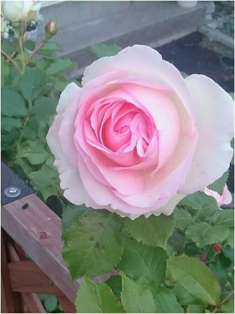 小さな庭の画像 by エヌさん | 小さな庭とピェール・ドゥ・ロンサールと花が咲いたと花のある暮らしとばら バラ 薔薇