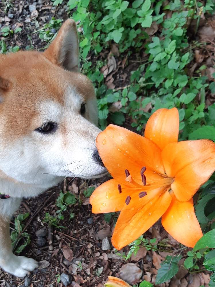お出かけ先の画像 by ポコポコさん | お出かけ先とユリと柴犬とところざわのゆり園