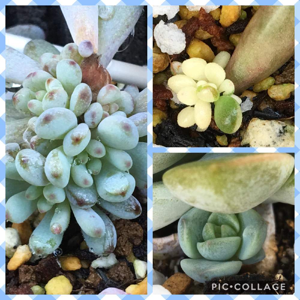 小さな庭の画像 by yooccoさん | 小さな庭と多肉植物と多肉地植えと多肉のある暮らしと植中毒と多肉女子とモリモリにしたいとかわいいと植物欲と多肉初心者