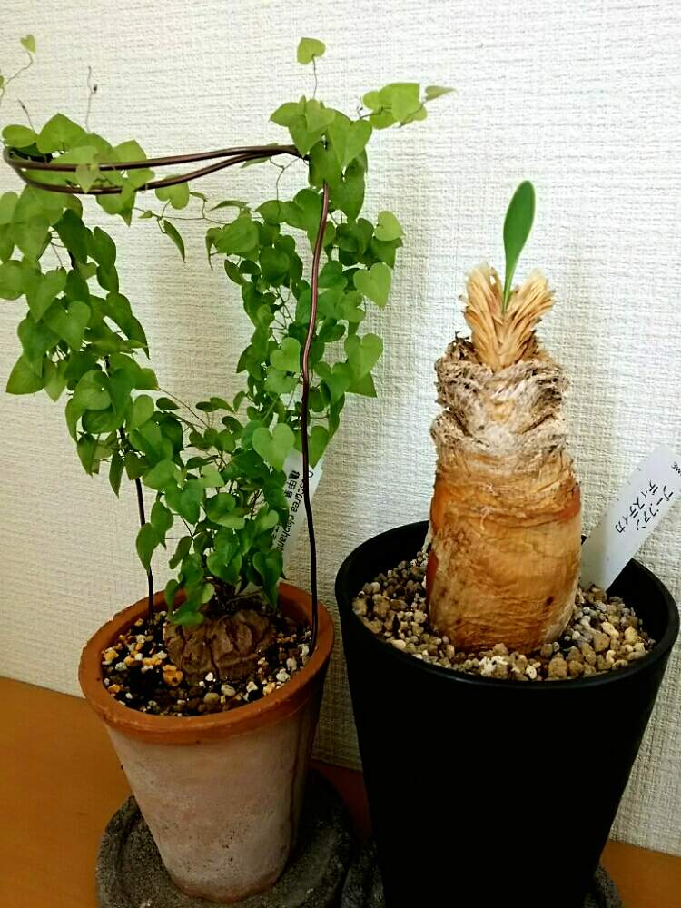 バルコニー/ベランダの画像 by ダニーさん | バルコニー/ベランダとコーデックスと珍奇植物と亀甲竜。とブーファンディスティチャ