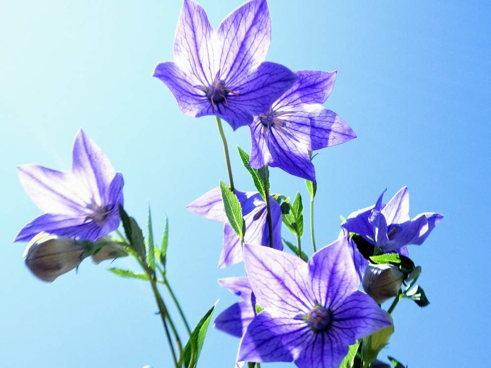 の画像 by 野ニンさん | 令和最初の植物と出版とGS映えと空編と花のある暮らし
