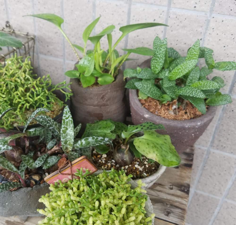 バルコニー/ベランダの画像 by Sachiさん | バルコニー/ベランダとリプサリスと植中毒と今日の一枚と多肉女子とタニラーと成長記録