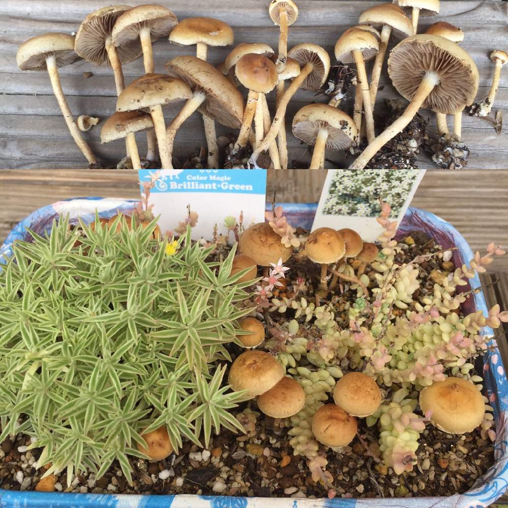 バルコニー/ベランダの画像 by はるるんさん | バルコニー/ベランダと多肉植物と多肉好きと繋がりたいとランチタイムはパスタ屋と群馬タニラーといい天気♪♪と多肉女子とたにおたくらぶNO.91とタニラーとたにおたくらぶとランチタイム☆と夜は居酒屋さんです。