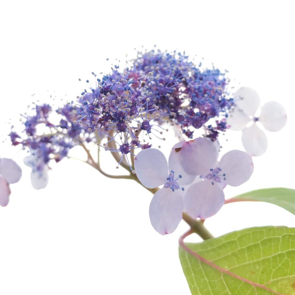 デスクの画像 by kukkaさん | デスクとアジサイと紫陽花と山紫陽花と癒しと心落ち着くと紫陽花 アジサイ あじさいとアジサイ 紫陽花と花のある暮らしとヤマアジサイと切り花を楽しむ