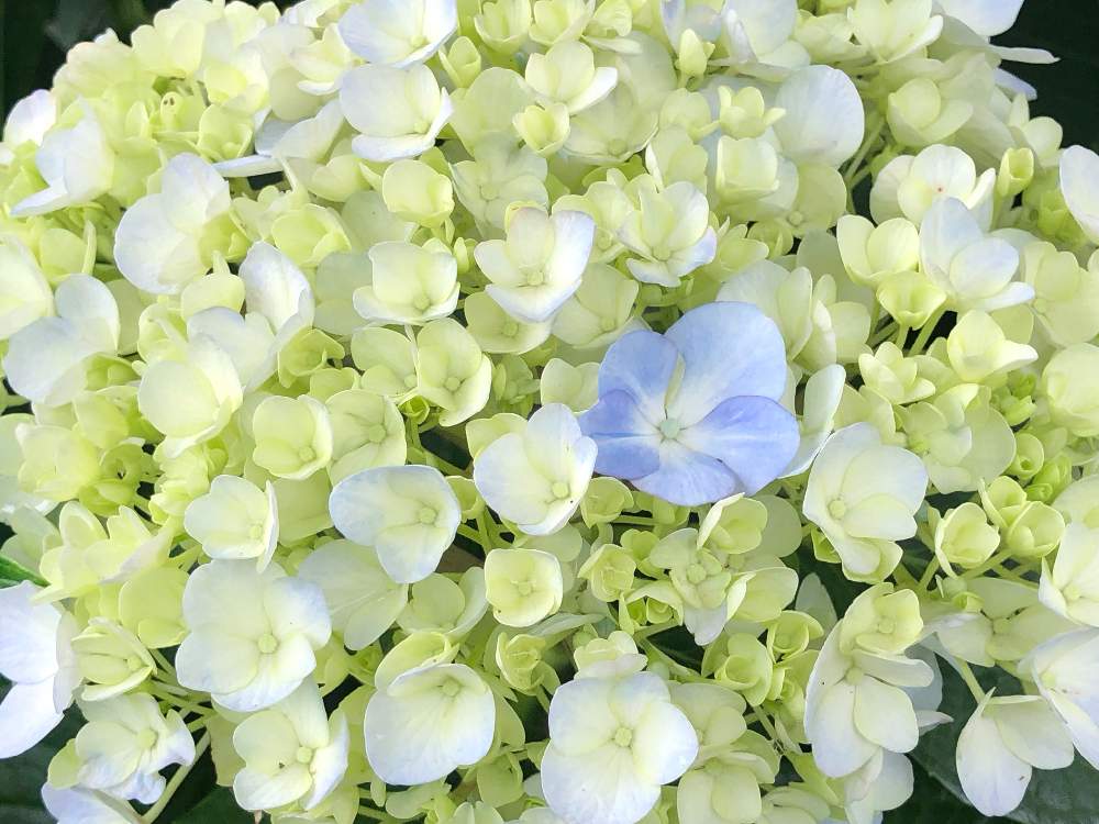 お出かけ先の画像 by **花ママ**さん | お出かけ先と小さなしあわせ♡と水色の花とキュンキュン乙女倶楽部と千葉県と@naturalと部員No248と柏市と『あじさい2019』フォトコンテストと可愛いと花のある暮らしとかわいいとかわいいな♡