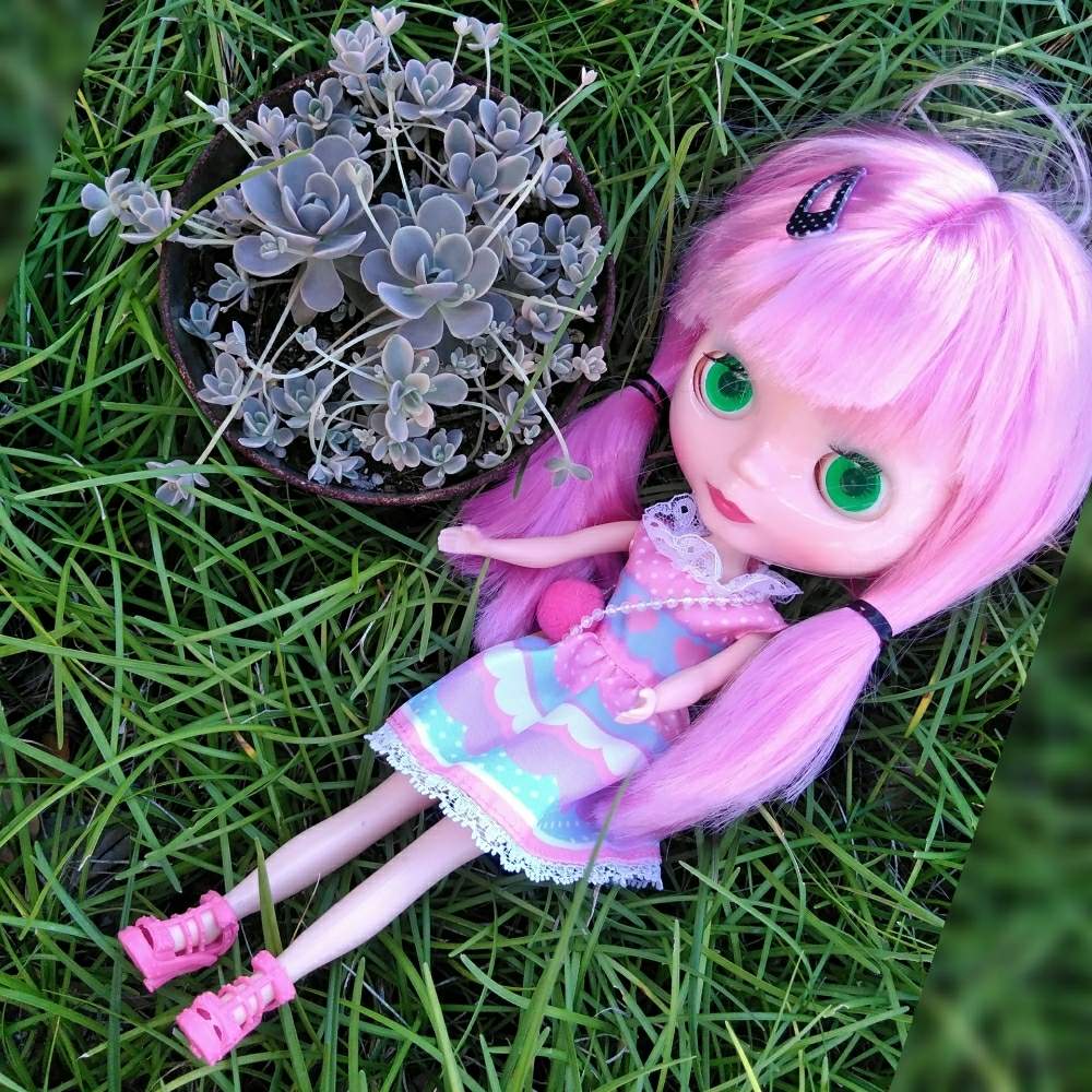 広い庭の画像 by 華ちゃんさん | 広い庭と多肉植物とブライスとGS映えと全国オヤジ連合会とバラと夢CLUBと多肉女子と可愛いと素敵便★といやされるとGREEN UP!と多肉初心者と子持ち蓮華錦。