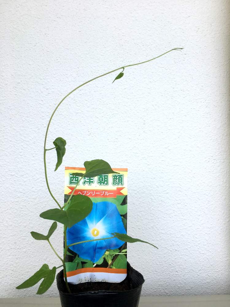バルコニー/ベランダの画像 by マリちゃんさん | バルコニー/ベランダと花のある暮らしとありがとう⁝(ᵒ̴̶̷᷄൧̑ ᵒ̴̶̷᷅ )⁝と小さな楽しみ
