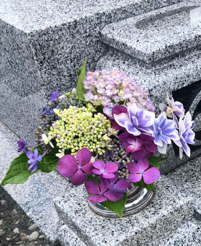の画像 by ヒデさん | キュンキュン乙女倶楽部と雨に輝くと青い花と紫の花と梅雨を楽しもう