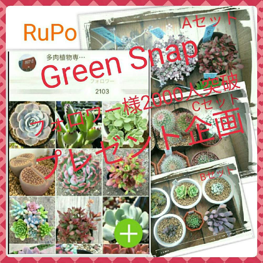 の画像 by 多肉植物専門店 RuPo“ルポ”さん | ルポさんとRuPoさんと和歌山とルポと下和佐とプレゼントとRUPO