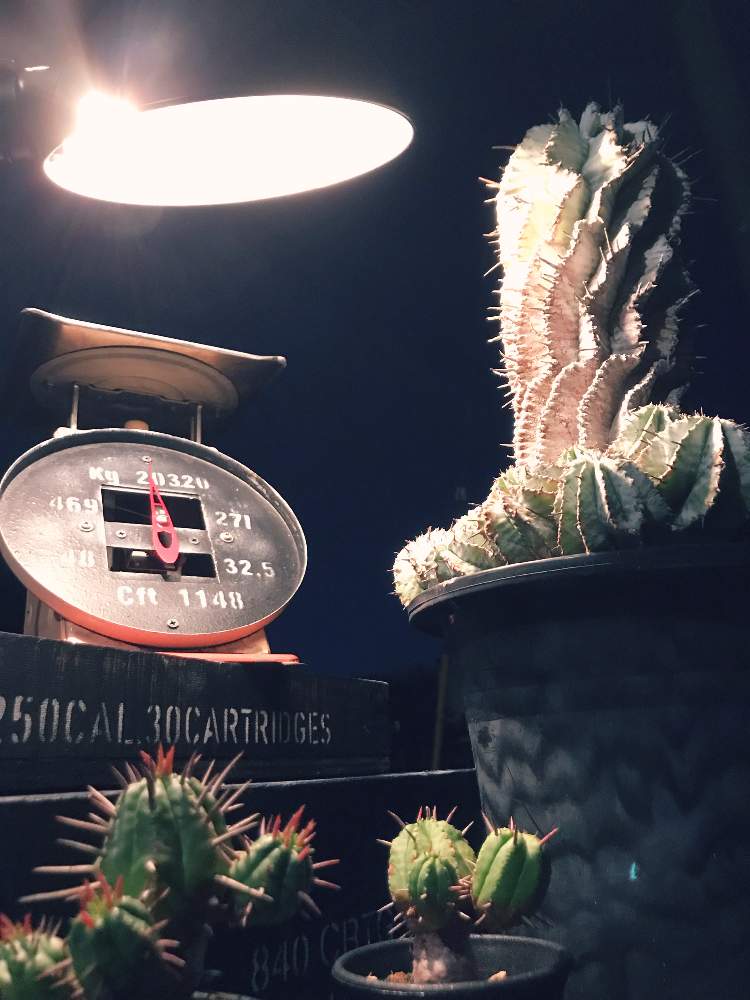 インテリアの画像 by tanitenさん | インテリアと植物のある暮らしとジャンクとtanitenとアンティークとユーホルビア ホリダとGS映えと今日の一枚と多肉植物とサボテンとリメイク作品と古道具とジャンクガーデンとGreensnap