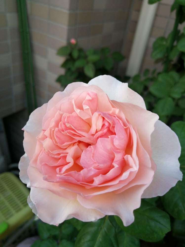 バルコニー/ベランダの画像 by rikoさん | バルコニー/ベランダとバラ プリンセスシャルレーヌドゥモナコと薔薇沼とバラが好きと花のある暮らしとバラに囲まれてと薔薇♪とバラ・ミニバラとバルコニスト