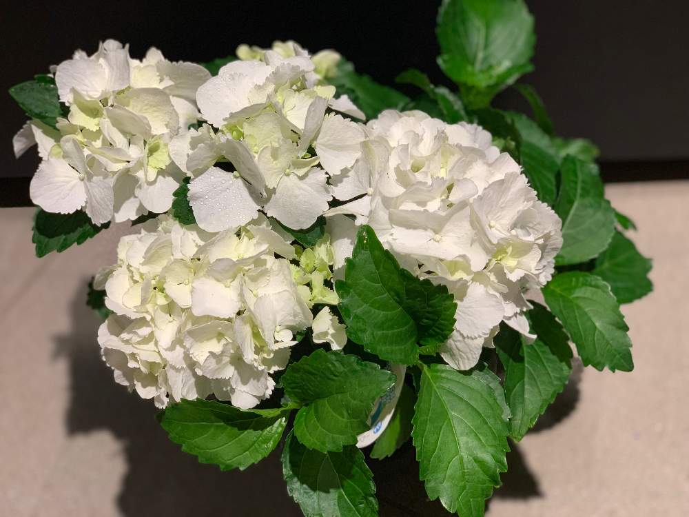 バルコニー/ベランダの画像 by FlowerShopAssistさん | バルコニー/ベランダと紫陽花 アイスベアーと白い花と花のある暮らしと梅雨に負けないとGS映え