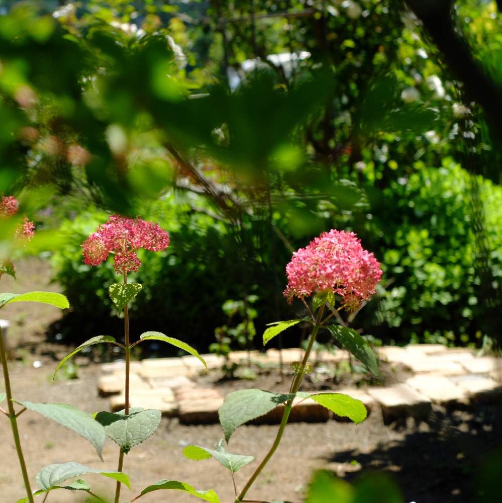 小さな庭の画像 by kobunonさん | 小さな庭とピンクアナベルと耐寒性宿根草とx20とhydrangeaと植中毒と今日のお花と『あじさい2019』フォトコンテストと✨New Face✨と小さい花と花のある暮らしとマイガーデンとアンティークレンガと自慢のMyGardenコンテスト
