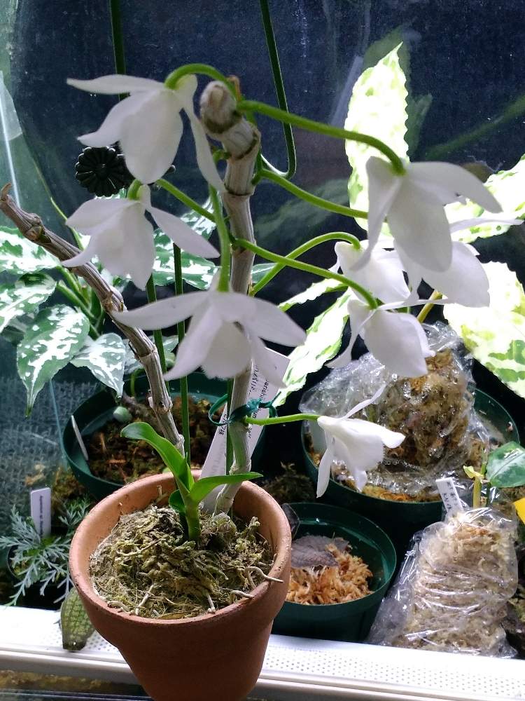 インテリアの画像 by ヘーラさん | インテリアとジュエルオーキッドと宝石蘭と梅雨に負けないとGS映えと植中毒とサンシャインらん展