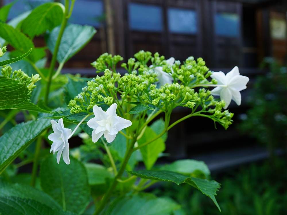 お出かけ先の画像 by よりさん | お出かけ先とアジサイと紫陽花と山紫陽花と山あじさいと梅雨に負けないと東北と境内とあじさい寺と『あじさい2019』フォトコンテストと資福寺と白い花と梅雨の晴れ間と仙台と梅雨を楽しむ
